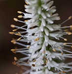 Culver's root